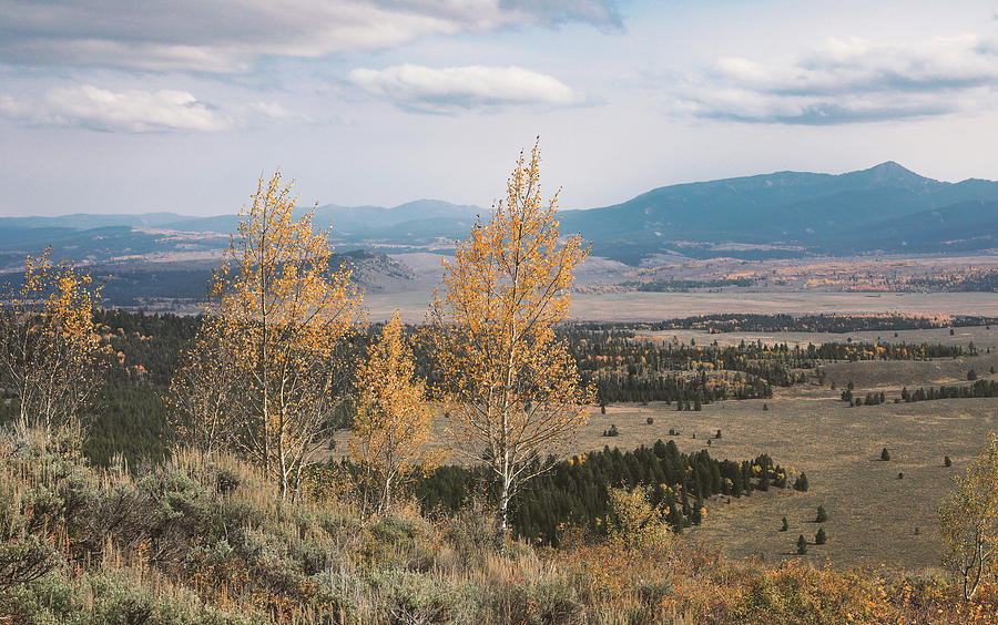 Golden aspens overlooking the broad Wyoming landscape during the beginning of autumn